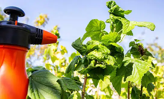 How do LYS yeast peptide fertilizers enhance nutrient absorption in plants?